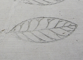 Arbor Leaf